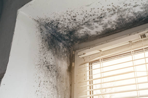Affordable Mold Inspection And Testing solutions in Danvers, IL